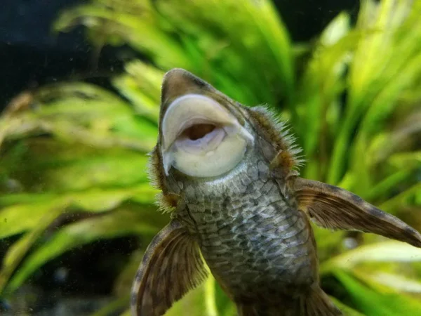 Vissen in aquarium zuigen het glas met een grote mond — Stockfoto
