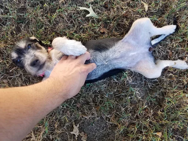 hand scratching belly of black and white puppy on grass