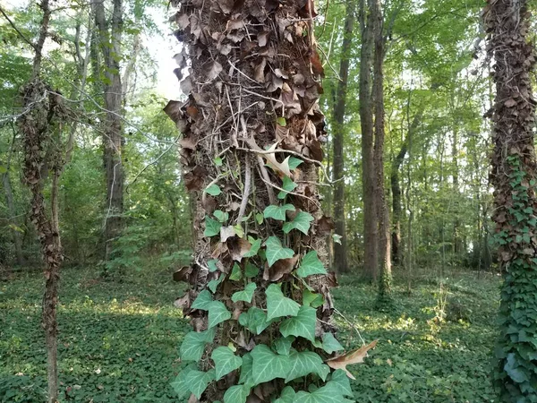 Lierre brun vert et mort sur le tronc d'arbre dans la forêt — Photo