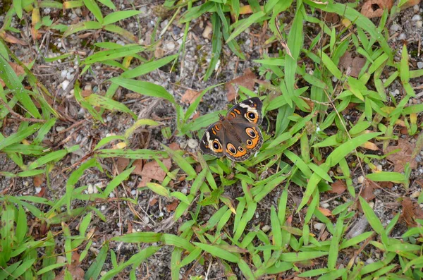 Orange and brown moth on green grass or lawn — Stock Photo, Image