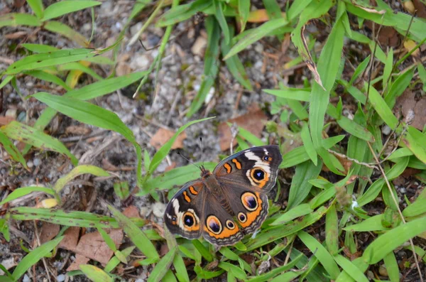 Mariposa laranja e marrom na grama verde ou gramado — Fotografia de Stock