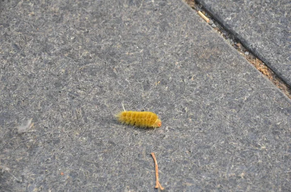 Пушистая желтая гусеница ходит по серой гранитной земле — стоковое фото