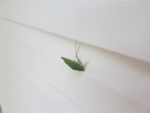 Green grasshopper or aphid insect on white house siding — Zdjęcie stockowe