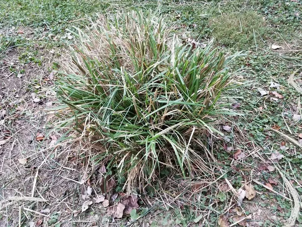 Grote groene en bruine gras plant in de tuin — Stockfoto