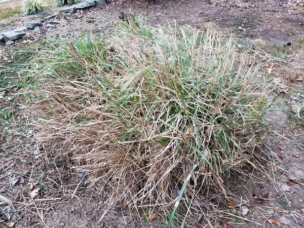 Large green and brown grass plant in yard — Stock Photo, Image