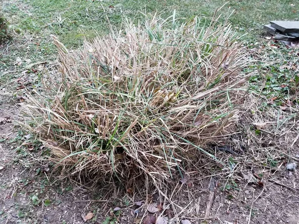 Large green and brown grass plant in yard — Stock Photo, Image