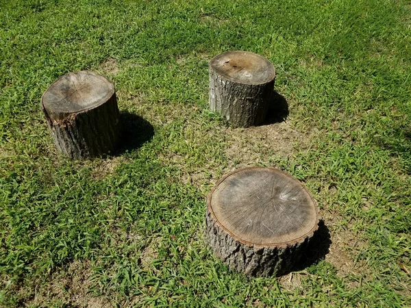 Three tree stumps and shadows and green grass — Foto de Stock
