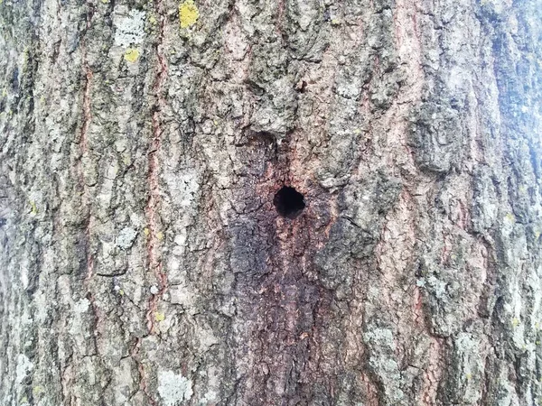 Animal hole in rough brown bark on tree — Stockfoto