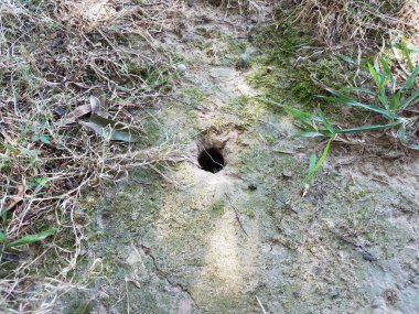 animal hole in ground with dirt and grass