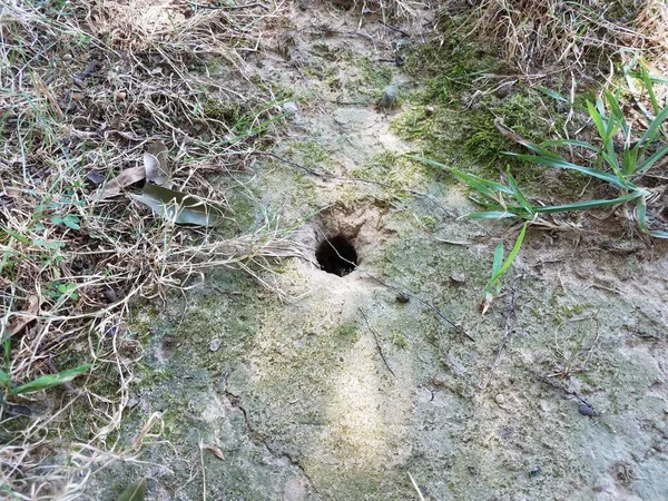 Animal hole in ground with dirt and grass — Fotografia de Stock