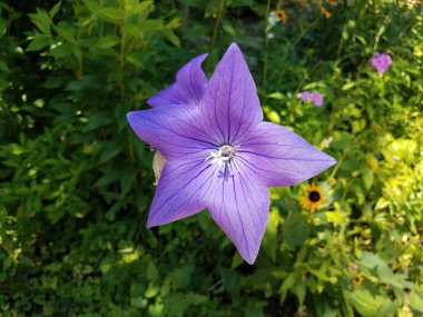 flower with purple petals and plants with green leaves