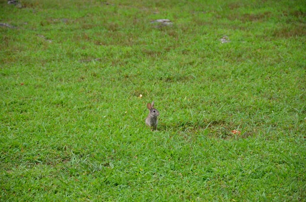 귀여운 토끼나푸른 풀 속의 토끼 — 스톡 사진