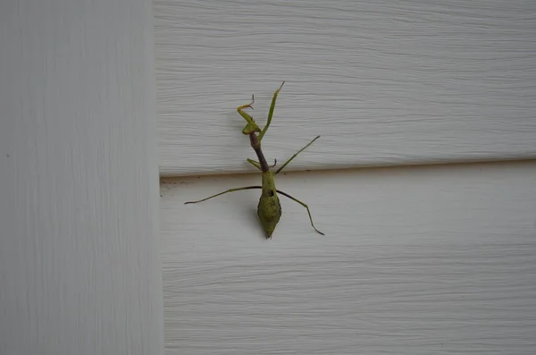 Verde louva-a-deus inseto no tapume da casa branca — Fotografia de Stock