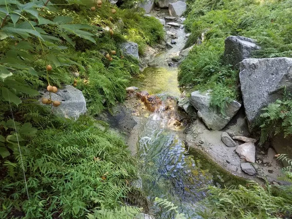Creek or stream with water and stones and plants — Fotografia de Stock
