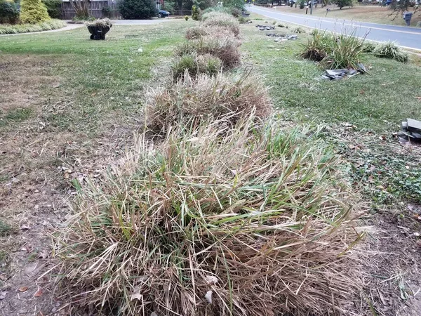 Large grasses cut or trimmed in lawn or yard — Foto de Stock