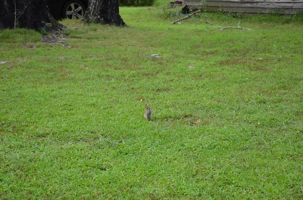 Cute bunny or rabbit in green grass or lawn — Stock Photo, Image