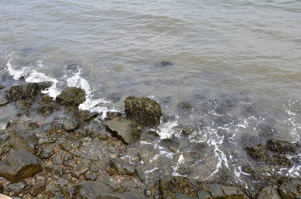 带海藻的河流或湖水和岸上岩石 — 图库照片