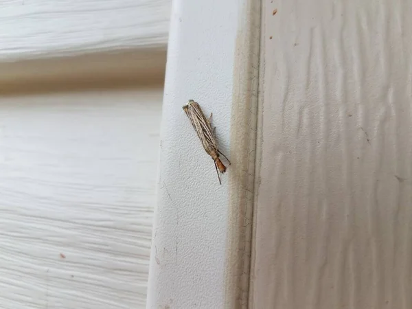 白色房屋侧边的褐蛾昆虫 — 图库照片