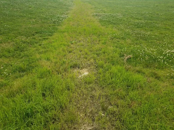 Otlu yeşil çimen tarlası ve yeni otlar.