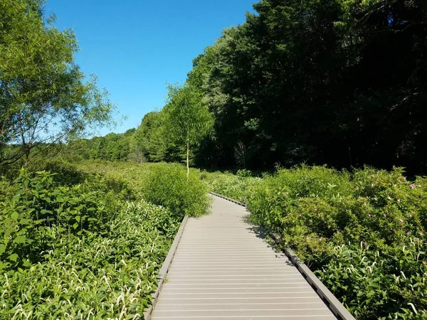 Kayu boardwalk atau trail dengan pohon-pohon di lingkungan lahan basah — Stok Foto