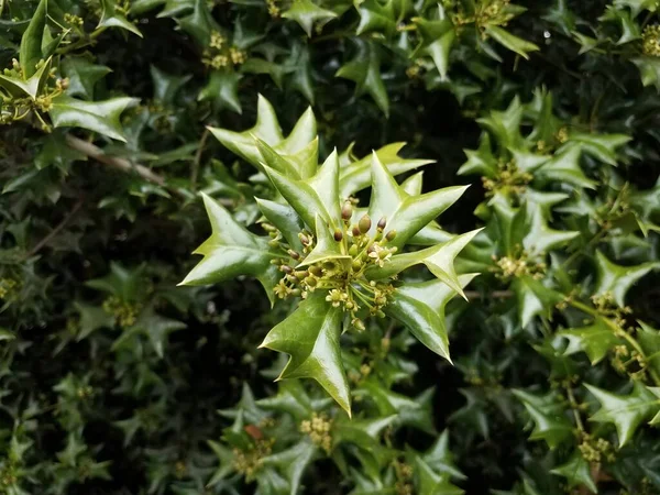 Scherpe of stekelige groene hulst bladeren op bush met bloemen — Stockfoto