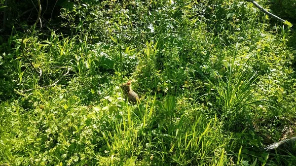 兔子或兔子在绿草和植物中 — 图库照片