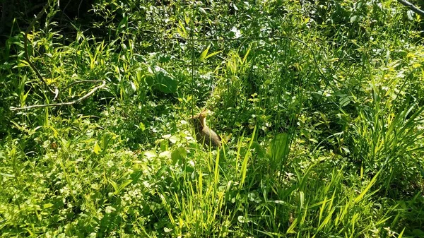 Кролик или кролик в зеленой траве и растениях — стоковое фото