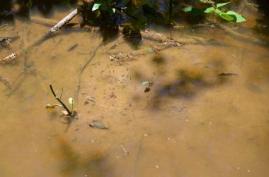 Çamurlu ya da bulanık suda kurbağa yavruları