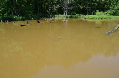 Bulanık gölette ya da göl suyunda kaplumbağa.