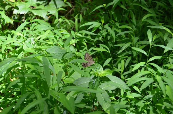 Mariposa gris sobre planta con hojas verdes — Foto de Stock