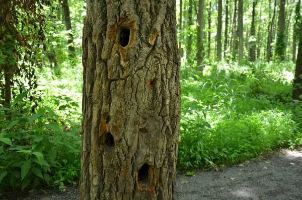 Corteza de tronco de árbol con agujeros de animal — Foto de Stock