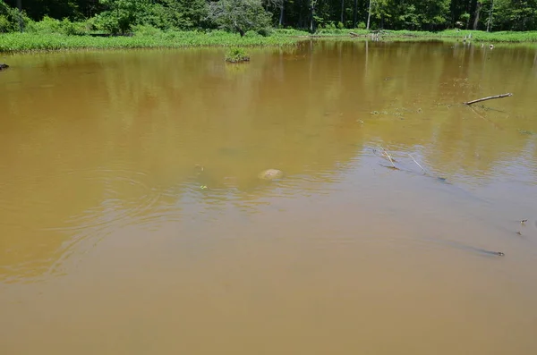 Tartaruga em lagoa escura ou água do lago — Fotografia de Stock