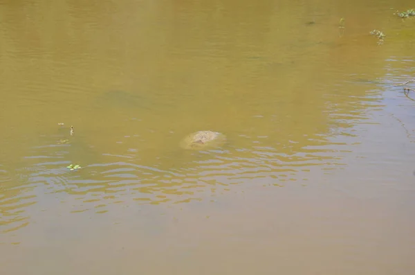 Schildkröte im trüben Teich- oder Seewasser — Stockfoto