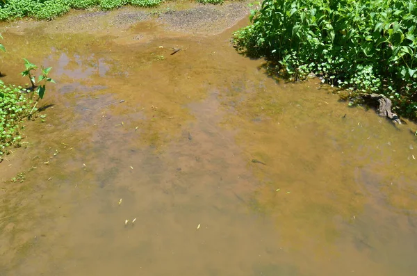 Kaulquappen im schlammigen Fluss- oder Teichwasser — Stockfoto