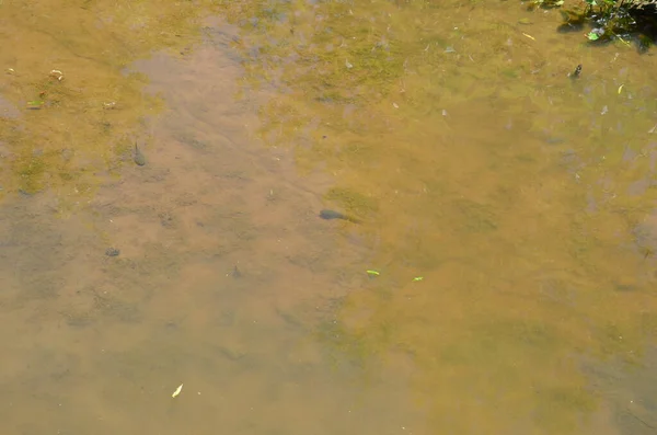 흙탕물이나 연못 의물 속에 있는 황소개구리 올챙이 — 스톡 사진