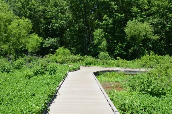 Kayu boardwalk atau trail dan tanaman dan pohon di lahan basah — Stok Foto