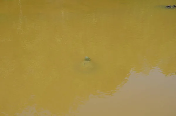 Bulanık gölette ya da göl suyunda kaplumbağa. — Stok fotoğraf