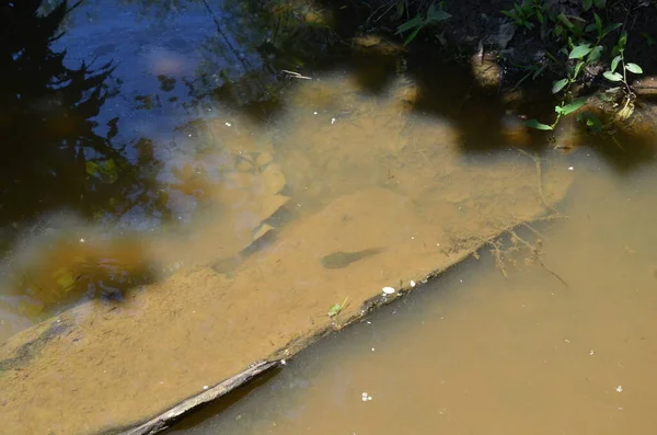 Kaulquappen im schlammigen Fluss- oder Teichwasser — Stockfoto