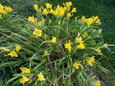 Bir demet sarı çiçek yaprağı ve yeşil çimen.