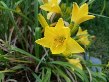 Bir demet sarı çiçek yaprağı ve yeşil çimen.