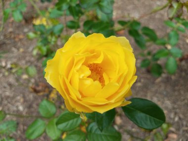 Yeşil yapraklı sarı bir çiçek