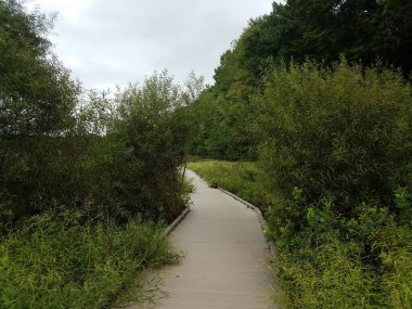 Tahta kaldırım, patika ya da ağaçlar ve sulak alandaki yeşil bitkilerle dolu patika