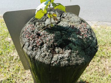 Büyüyen bir ağaç kütüğü.