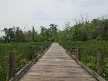 Bataklıkta ve sulak arazide odun izleri.