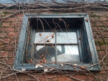 vines from plant on red brick wall or masonry with window