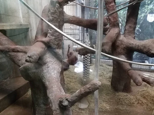 Orangután Árboles Piedra Para Trepar Con Paja Heno — Foto de Stock