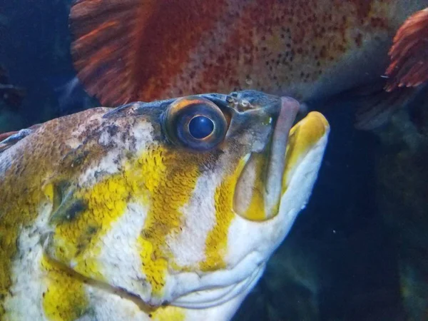 水中或水族馆内有大眼睛的黄白色鱼 — 图库照片