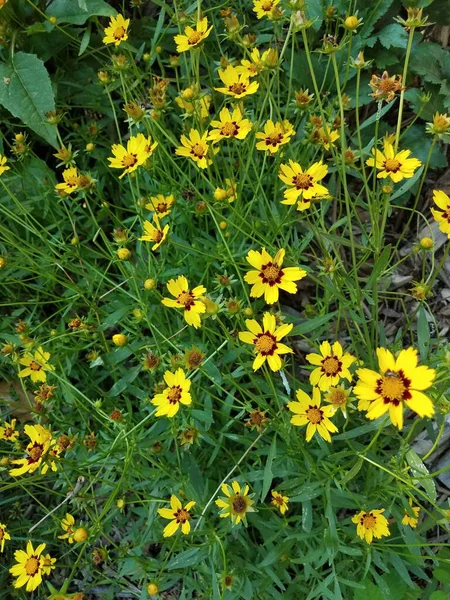 Gelbe Und Rote Blüten Und Grüne Blätter Freien — Stockfoto