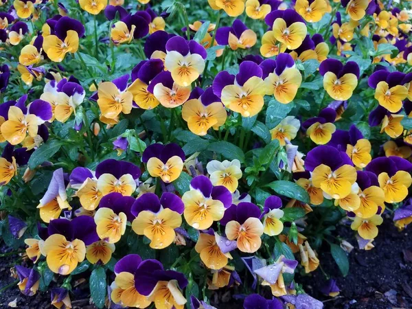 Flores Amarelas Roxas Com Gotas Água Sobre Eles — Fotografia de Stock