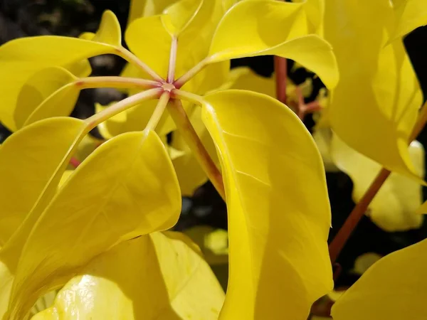 有许多黄色蜡质光滑叶子的小植物 — 图库照片